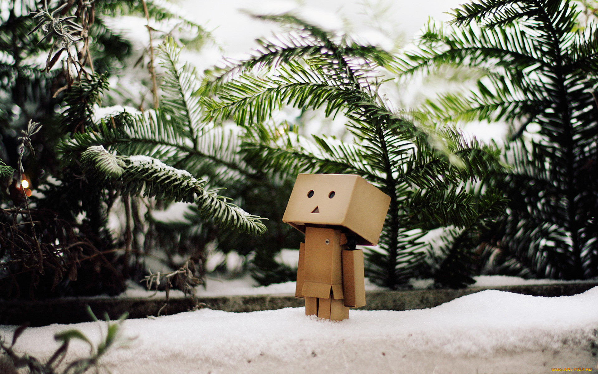 , , danboard